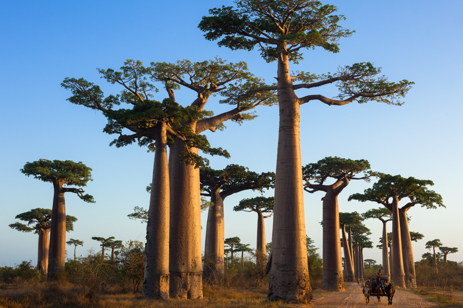 息のむバオバブ街道 満天の星空も格別 – Horiuchi Takashi Photography